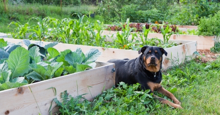 pes v zahrade zvysene zahony ochrana rastlin